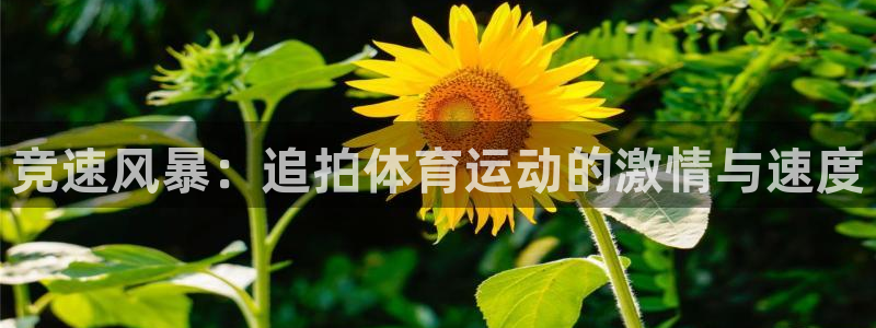 蜘蛛体育jrs